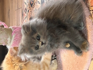 Perserbabys Maurice und Barry Abgabebereit 