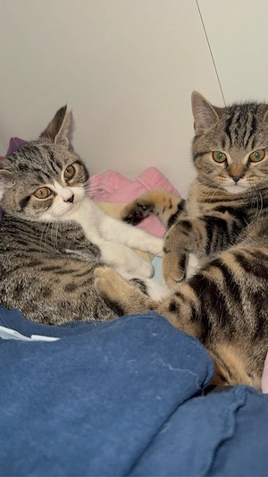  Zwei süße Katzen suchen gemeinsam ein liebevolles Zuhause   