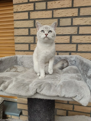 Kater sucht ein neues Zuhause 