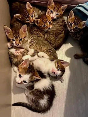 Katzen babys Hauskitten 