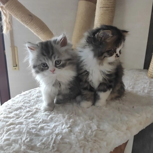 süße Perserkaterchen