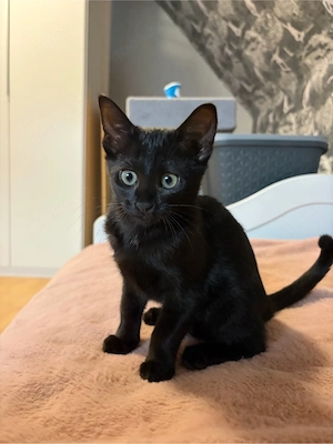 BKH Kitten 