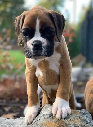 Boxer Welpe sucht neuen Dosenöffner 