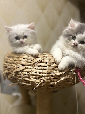 Kittys suchen ein liebevolle zu Hause