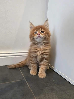 maine coon XXL 