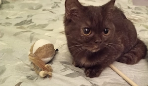 1 Reinrassige BKH Kitten Mädchen 