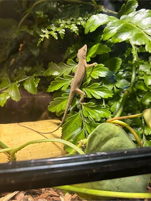 Anolis Terrarium 