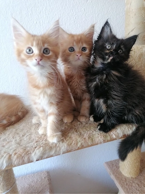    Verschmusste Maine Coon Kitten   
