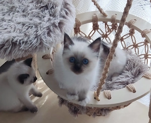 Heilige Birma Kitten ab 25. Oktober mit 13 Wochen abzugeben