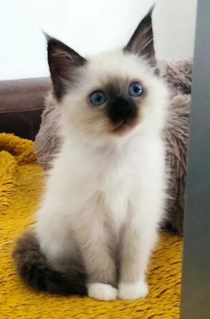 Heilige Birma Kitten zwei wunderschöne Katerchen ab sofort abzugeben 