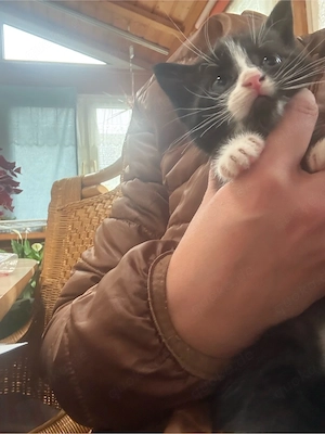 EKH Kitten Schwarz Weiß