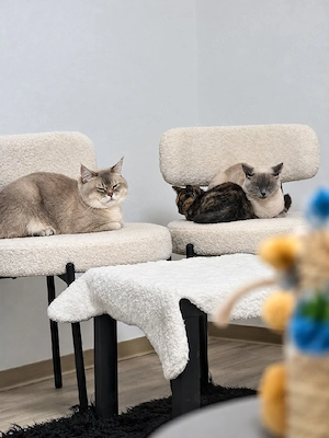 Süße BKH-Katze      Weiblich, geboren am 13.07.2026.