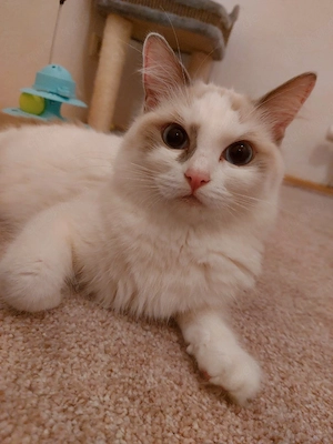 Unsere liebe Luna sucht ein liebevolles Für immer Zuhause 