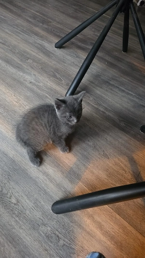 Baby Kitten grau Perser-Mix