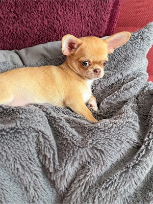 reinrassige Chihuahua Welpe 