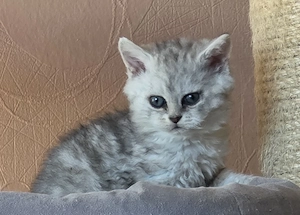 Süßes Selkirk Rex Mädchen mit Ahnentafel 