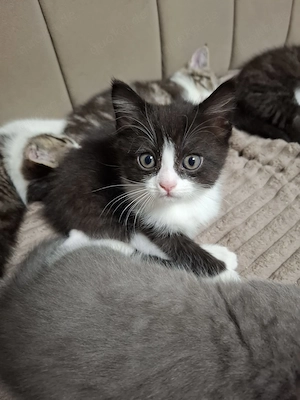 BkH Mix Babykitten 