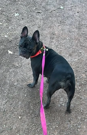 Französiche bulldogge Hündin