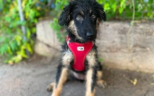 Zuhause gesucht für Faye