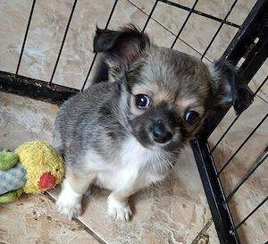 Chihuahua welpe