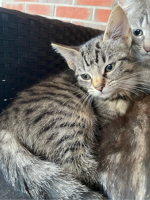 Kleine Katze sucht neues Zuhause 