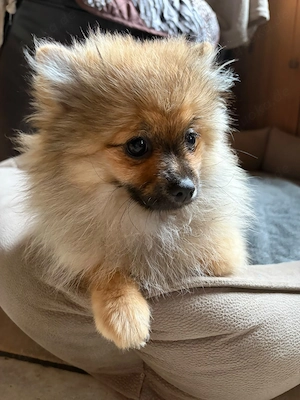 Pomeranian (Zwergspitz) Welpe