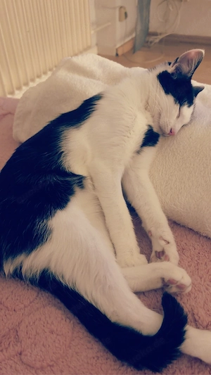  Liebevolle Familie für 6 Monate alte Katze gesucht 