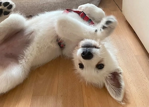 Ida - Pudel Schäferhund Mischling