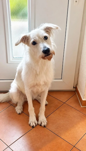 Ida - Pudel Schäferhund Mischling