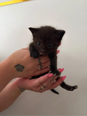 Noch 3 süsse Babys abzugeben !!