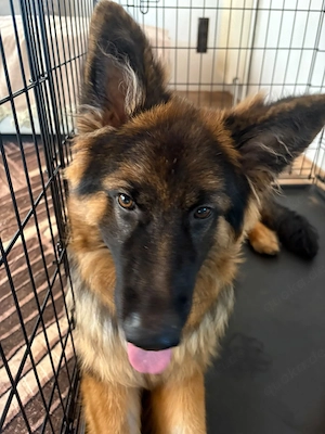 Verkaufe mein Hund