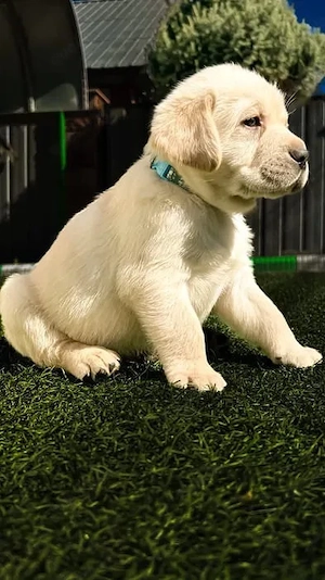 Labrador Retriever Welpen suchen ein liebevolles Zuhause