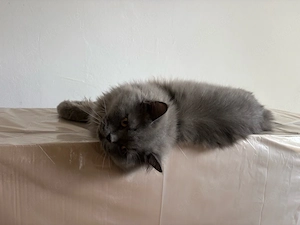 Süße Kater