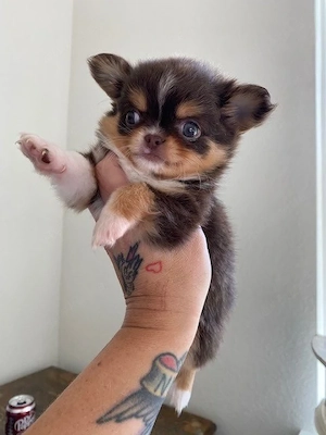      Wunderschöne Chihuahua-Welpen suchen Menschen mit viel Herz