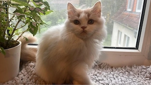 Süßes Bkh Blh Kitten