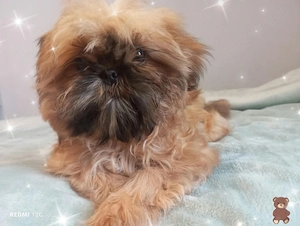 Kleiner reinrassiger  Welpen Shih Tzu Junge mit dem gewissen Etwas im Blick 