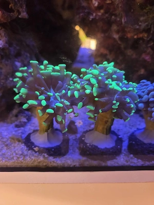 Ableger Koralle Euphyllia Bi-Color und Paraancora 