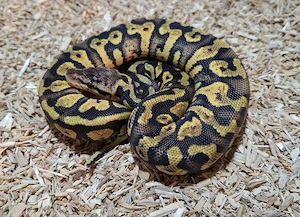 0.1 Gravel Pastel 100%het Clown, Python Regius 