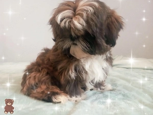 Kleiner reinrassiger Shih Tzu Welpen - Junior wieder frei       