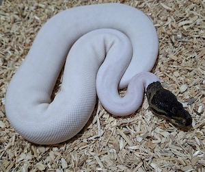0.1 Cinnamon Piebald 100%het DG, Python Regius 