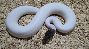 0.1 Cinnamon Piebald 100%het Desert Ghost, Python Regius 