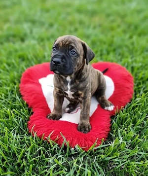 Cane Corso Welpen suchen ein liebevolles Zuhause