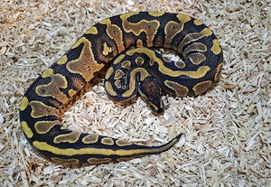 0.1 Gravel 100%het Clown, Python Regius 