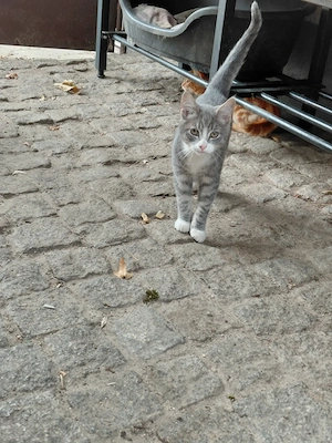 Kätzchen Kitten Hauskatze 