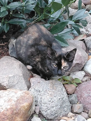 Kätzchen Kitten Hauskatze 