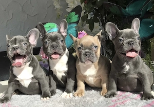 Französische Bulldoggen Welpen 