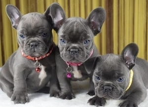 Französische Bulldoggen Welpen 