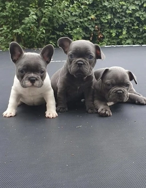 Französische Bulldoggen Welpen 