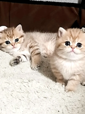 bkh kitten