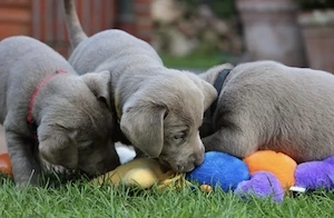 Silber Labrador Welpen 